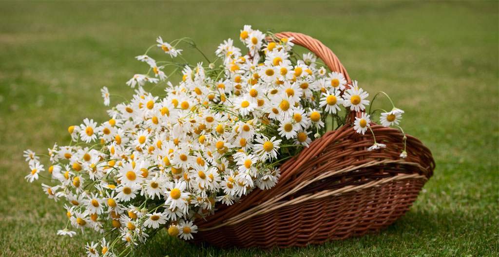 Fleurs de camomille matricaire fraîches sur fond de bois brut, évoquant l'extraction botanique naturelle pour cosmétique capillaire